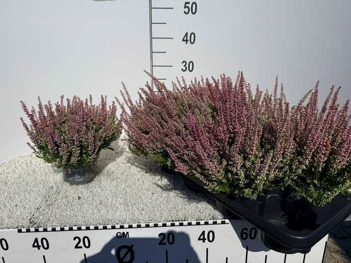 <h4>CALLU BL LAURA</h4>