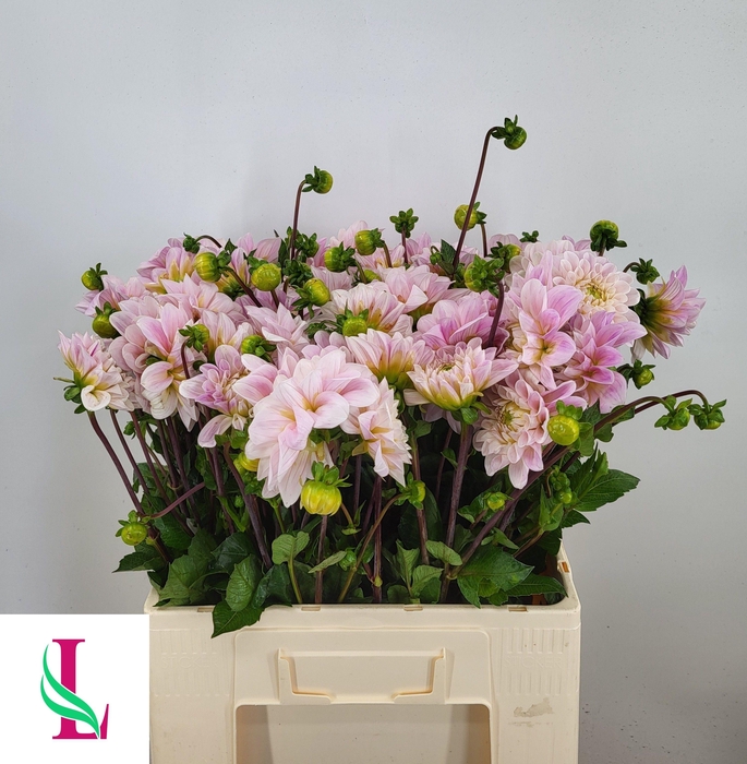 <h4>Dahl Sweet Nathalie</h4>