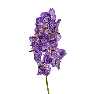 Vanda Sunanda Violet Ink