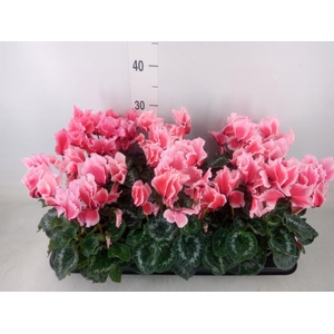 Cyclamen GR 'Halios Curly Litchi'