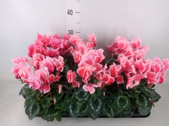 <h4>Cyclamen GR 'Halios Curly Litchi'</h4>