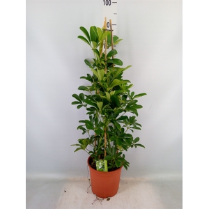 Schefflera arbor. 'Compacta'