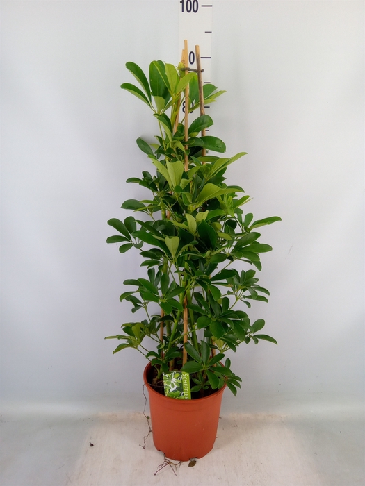 <h4>Schefflera arbor. 'Compacta'</h4>