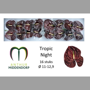 ANTH A TROPIC NIGHT