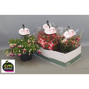 FUCHSIA B F HANG GEM