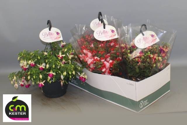 <h4>FUCHSIA B F HANG GEM</h4>