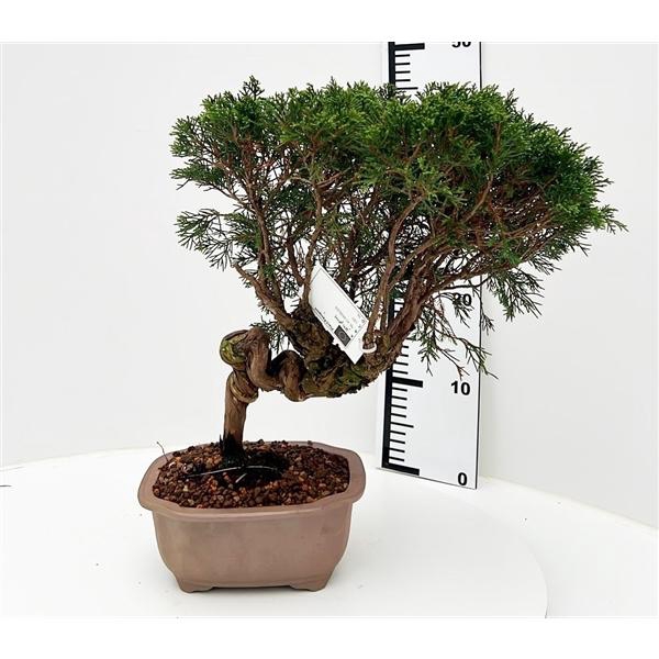 <h4>Juniperus chinensis, 20 cm, height 45cm. (single item)</h4>