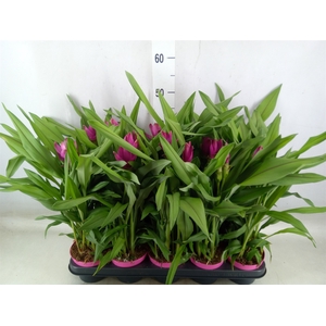 Curcuma alism. 'Siam Sublime'