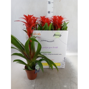 Guzmania  'Calypso'