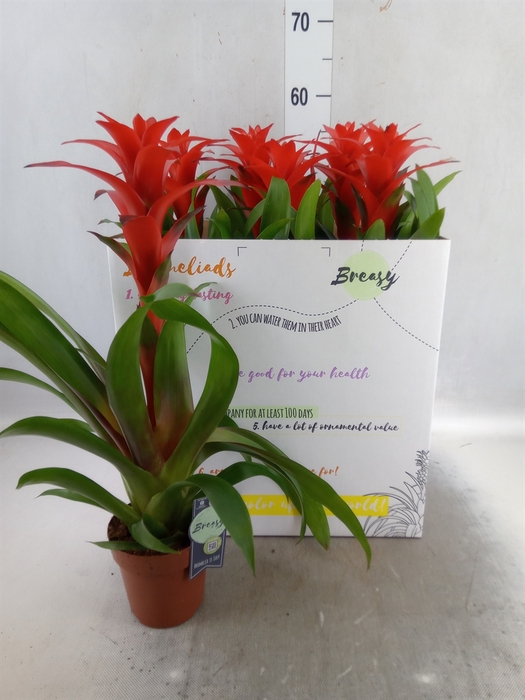 <h4>Guzmania  'Calypso'</h4>