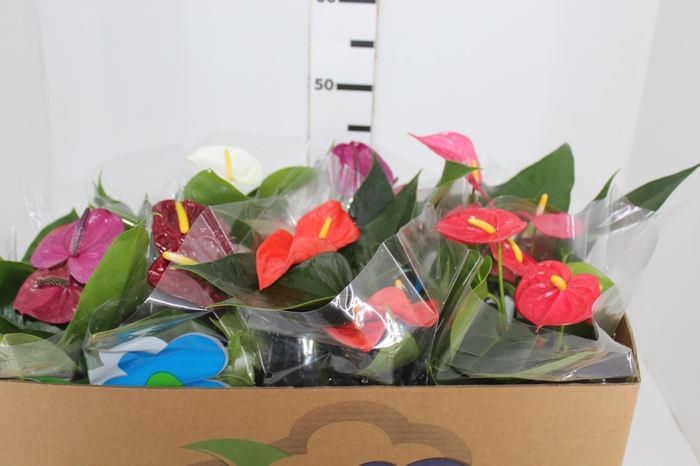 <h4>ANTHURIUM VARIADO P15</h4>