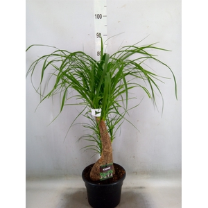 Beaucarnea recurvata