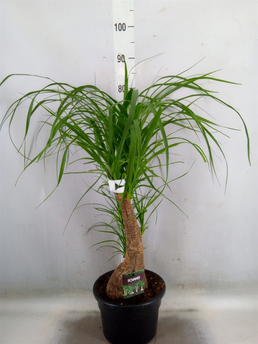 <h4>Beaucarnea recurvata</h4>