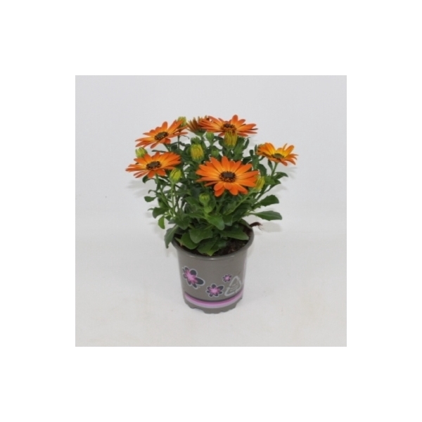 <h4>Osteospermum Margarita Orange Flare</h4>