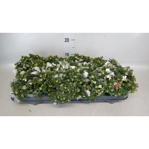 Iberis semp. 'Appen-Etz'