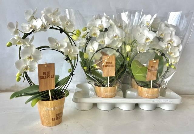 Phal Ov Wit Duo Mirror