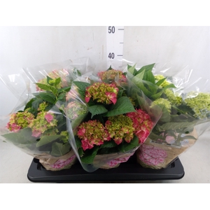 Hydrangea mac.   ...mix