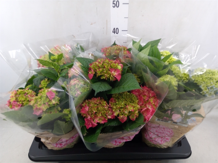 <h4>Hydrangea mac.   ...mix</h4>
