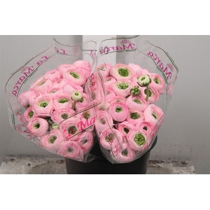 Ran Cl Su Confetto Pink Ex