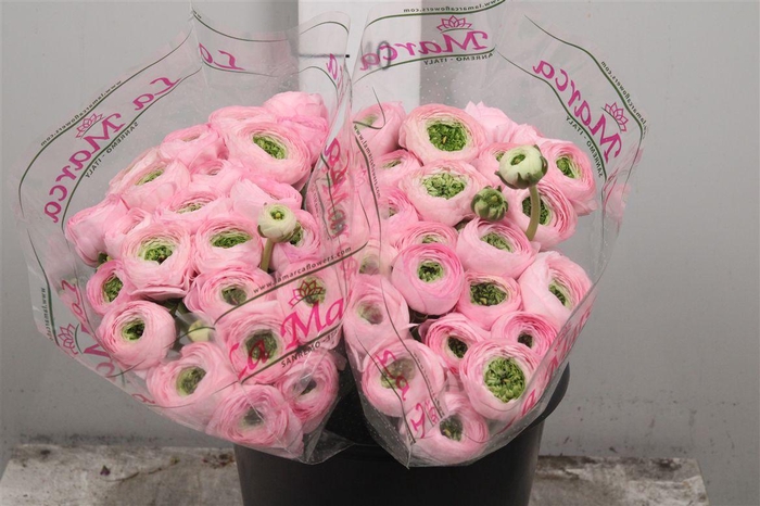 <h4>Ran Cl Su Confetto Pink Ex</h4>