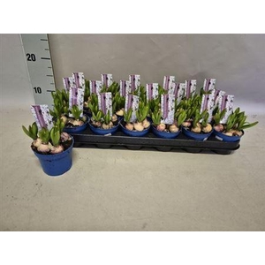 Scilla Mischtschenko