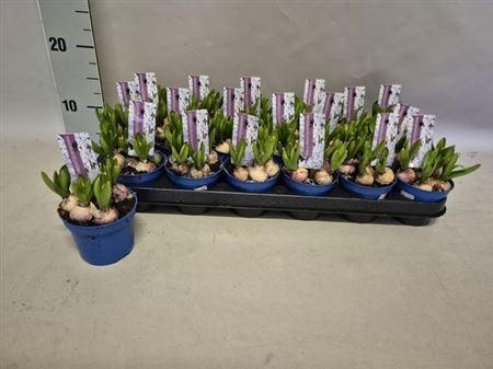 <h4>Scilla Mischtschenko</h4>