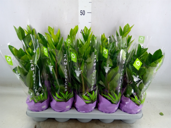 <h4>Zamioculcas zamiifolia</h4>