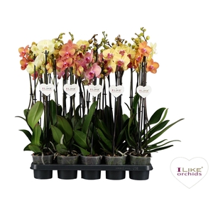 Phal Gemengd Geel - Oranje 3 Tak