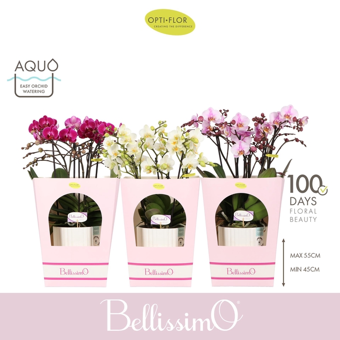 <h4>Bellissimo Mix in Molise White Aquo Giftbox</h4>