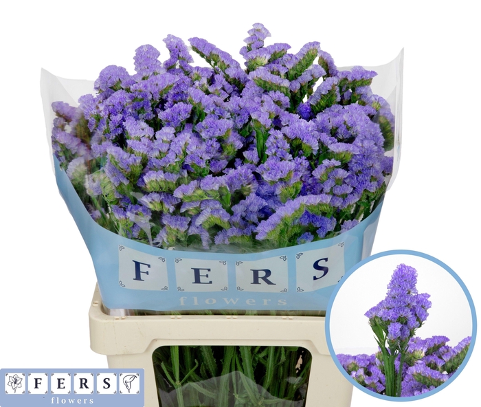 <h4>LIM S SKY WINGS</h4>