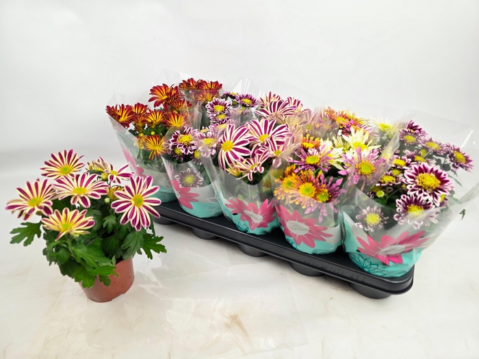 <h4>CHRYS GEM 5 KL</h4>