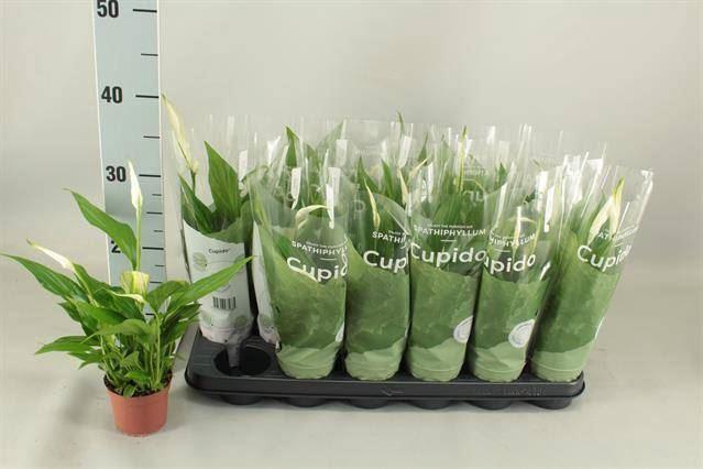 <h4>Spathiphyllum Pearl Cupido</h4>