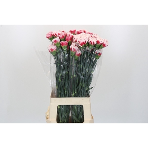 Dianthus St Safari