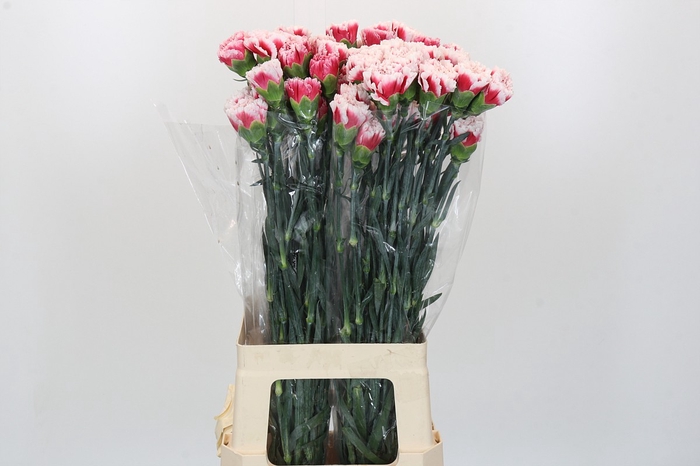 Dianthus St Safari