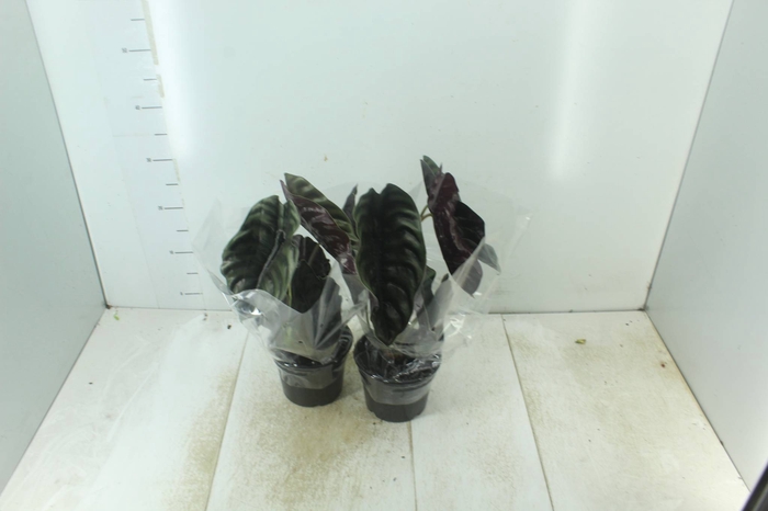 <h4>ALOCASIA CUPREA P15</h4>