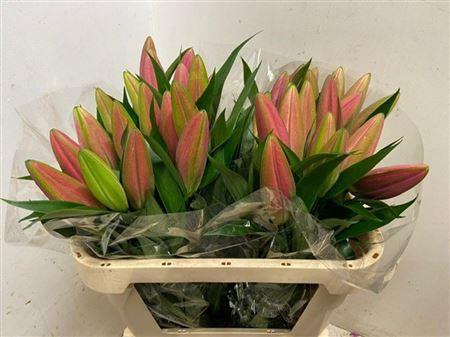 <h4>Li Ot Dalian</h4>