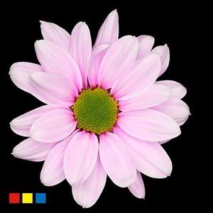 Chr T Kennedy Pastel Cerise