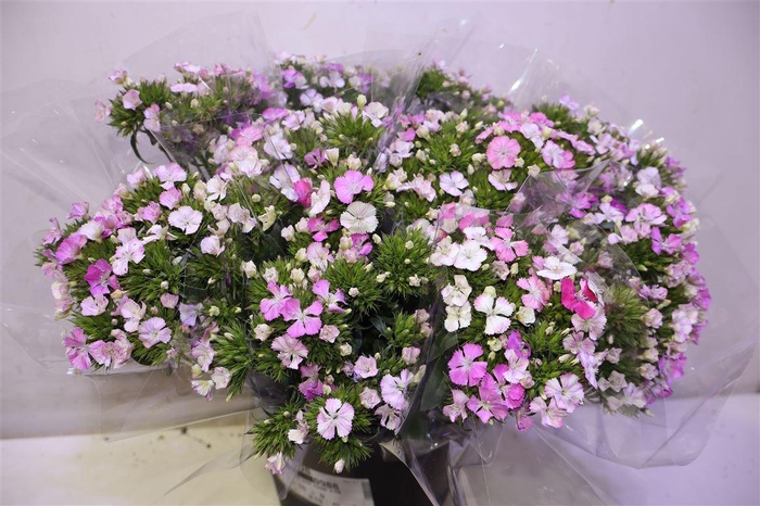 <h4>Di Barb Am Rose X10</h4>