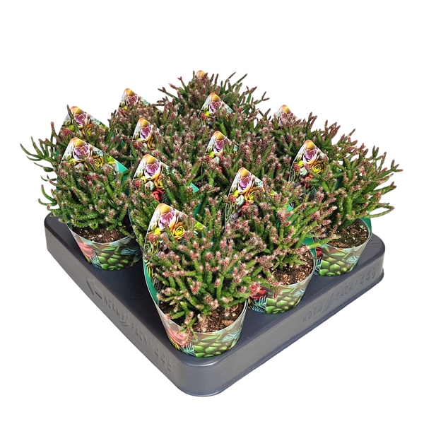 <h4>RHIPSALIS BURCHELLII - POT Ø 6,5 WITH POTCOVER (CACTUS)</h4>