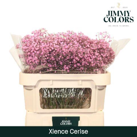 <h4>Gyps Xlence L70 Cerise</h4>