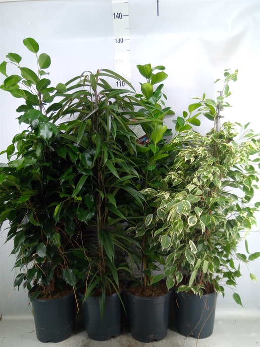 <h4>Ficus   ...mix</h4>