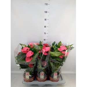 Anthurium andr. 'Melito'