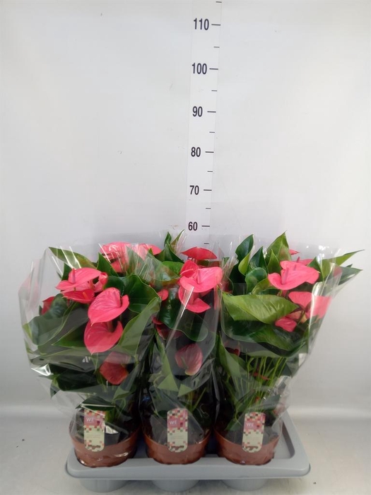 <h4>Anthurium andr. 'Melito'</h4>