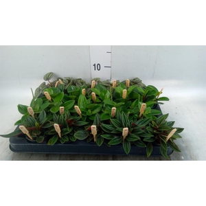 Peperomia   ...mix