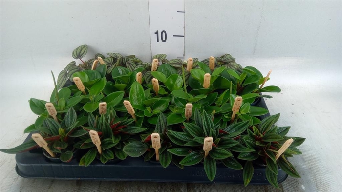 <h4>Peperomia ...mix</h4>