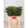 Weigela Fl Elstead
