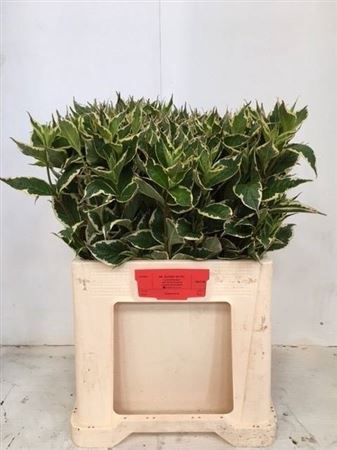 <h4>Weigela Fl Elstead</h4>
