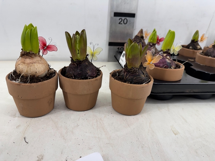 <h4>ARR HYACINTH</h4>