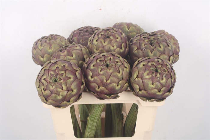 <h4>CYNARA SC PURPLE ROM</h4>