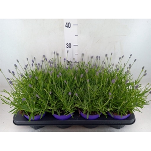 Lavandula angus. 'Essence Pure'